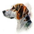 a close-up of an American Foxhound on a white background