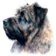 a close-up of a Bouvier's face on a white background