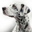 a close-up of a Dalmatian dog, a digital painting