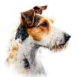 a close-up of a Fox Terrier on a white background