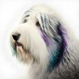 a white Old English Sheepdog with blue and purple hair, a digital painting