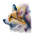 a close-up of a Welsh Corgi's head on a white background, a portrait