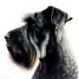 a close-up of a Giant Schnauzer's face on a white backgroun