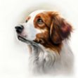 a painting of a brown and white Kooikerhondje, a digital painting
