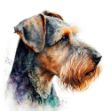 A hyperrealistic Welsh Terrier watercolor illustration in a close-up portrait on a white background, with detailed ears and face, rendered in a painterly style with airbrush techniques.