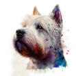A close-up of a West Highland White Terrier in an airbrush watercolor painting, with spiky white coat and highly detailed colors. A timeless piece of art from a Scottish artist.