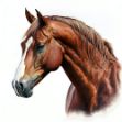 A close-up of a beautifully painted chestnut horse's head on a white background, showcasing the realism of the airbrush illustration and the high detail of the digital painting.
