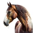 A close-up airbrush painting of a brown and white spotted pinto horse on a white background. The horse has intricate spotted details and is captured in full-color